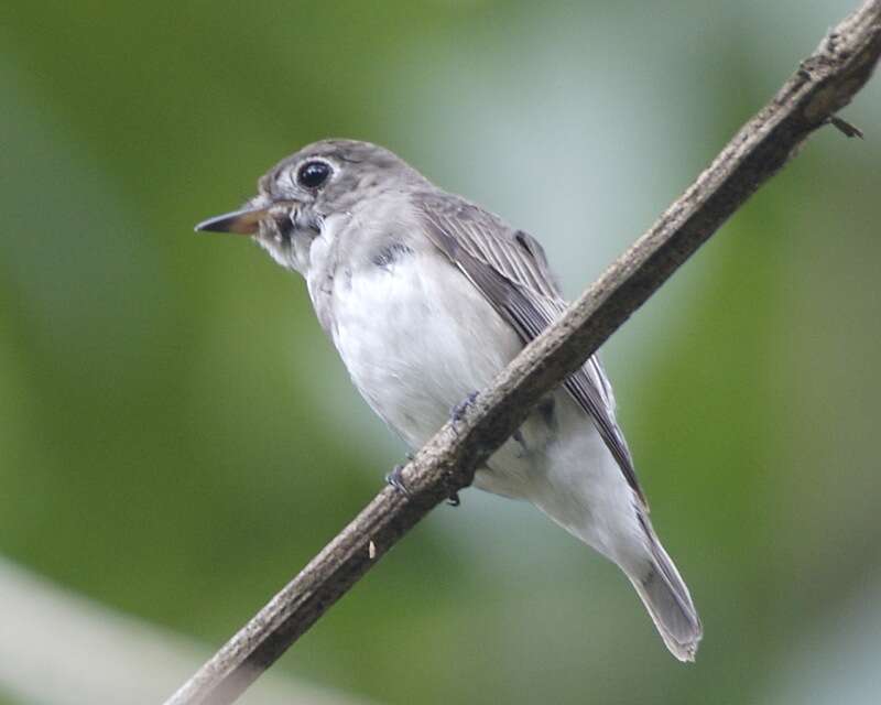 Image of Asian Brown Flycatcher