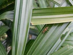 Image of Bamboo longhorn beetle