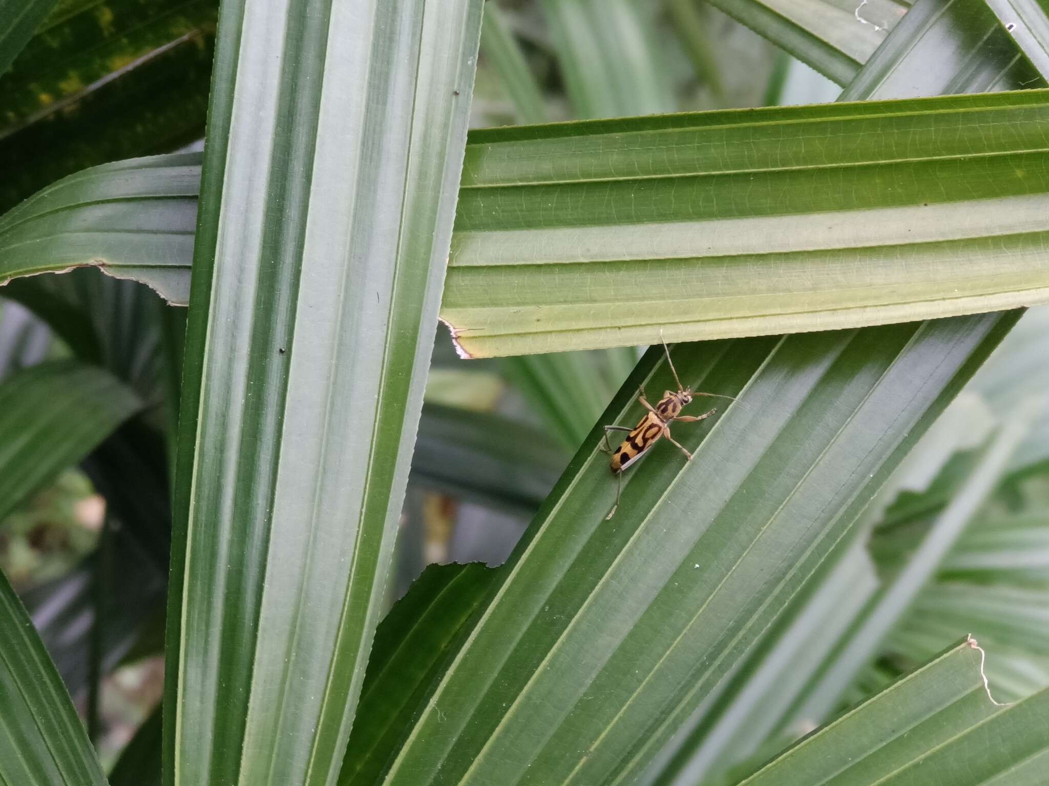 Image of Bamboo longhorn beetle