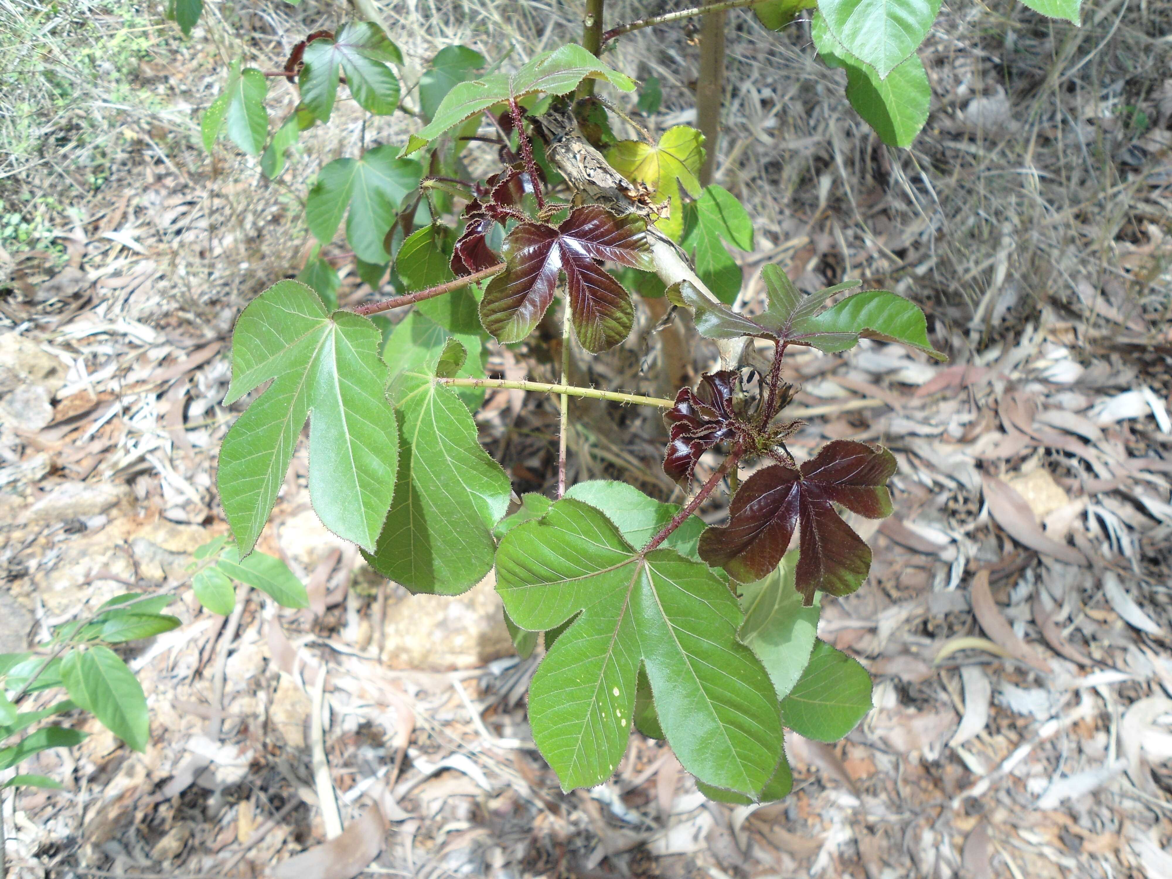 Image of bellyache bush