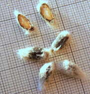 Image of upland cotton