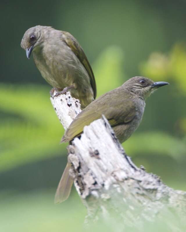 Image of Olive-winged Bulbul