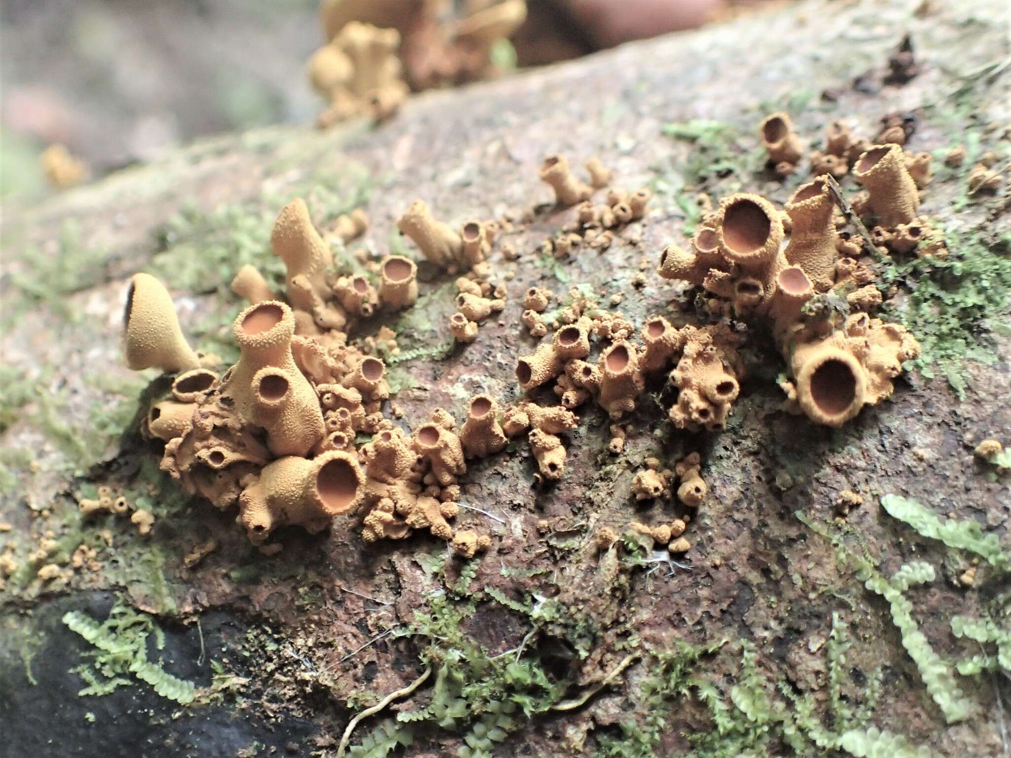 Image of Encoelia heteromera (Mont.) Nannf. 1939