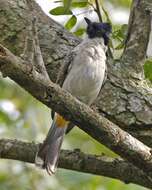 Image of Sooty-headed Bulbul