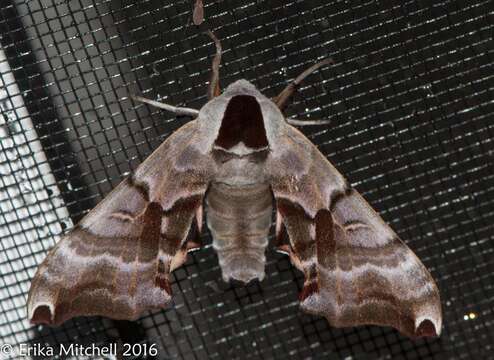 Image of Twin-spotted Sphinx