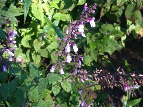 Image of Salvia plurispicata Epling