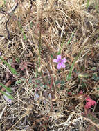 Imagem de Erodium botrys (Cav.) Bertol.