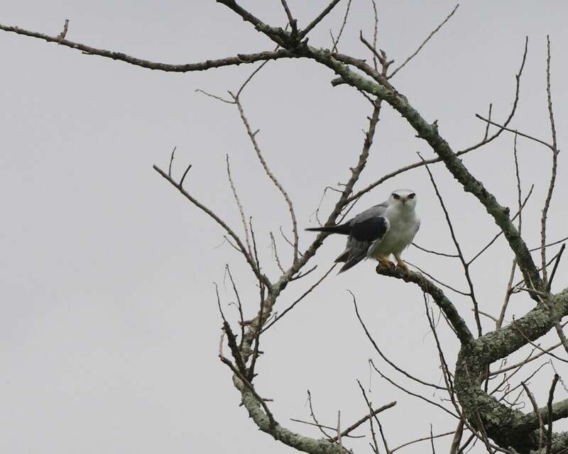 Image of Black-shouldered Kite