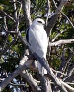 Image of Black-shouldered Kite