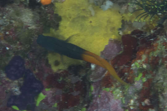 Image of Bicolor Blenny