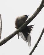 Image of Dusky Woodswallow