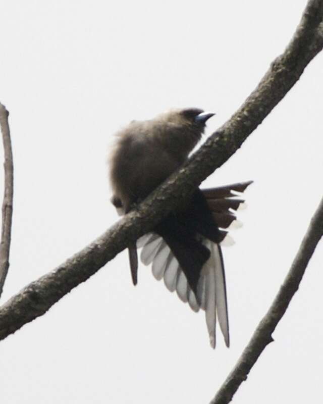 Image of Dusky Woodswallow