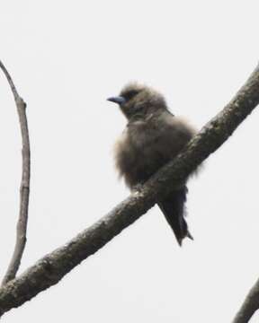 Image of Dusky Woodswallow