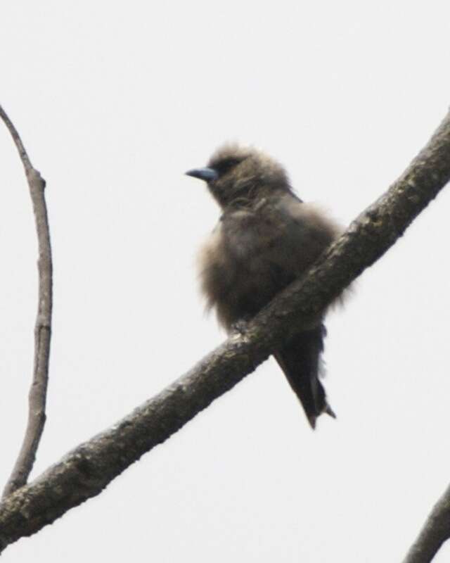 Image of Dusky Woodswallow