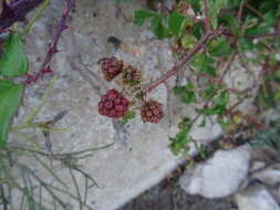 Image de Rubus carpetanus Vicente Orell. & A. Galín