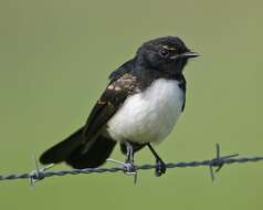 Image of Willie Wagtail