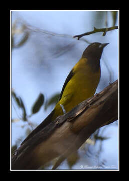 Image of Audubon's Oriole