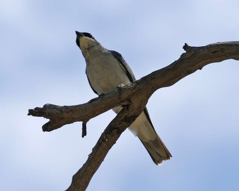 Imagem de Coracina papuensis (Gmelin & JF 1788)