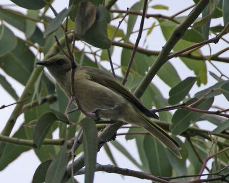 Image of Fuscous Honeyeater