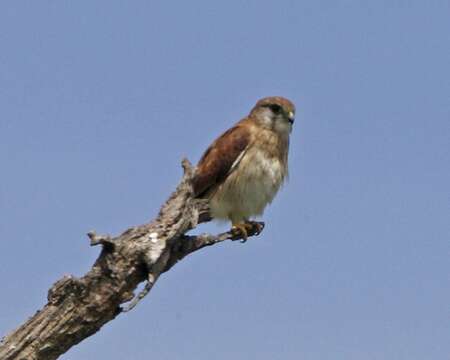 Image of Australian Kestrel