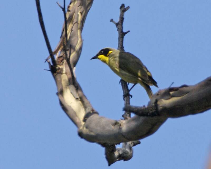 Image of Yellow-tufted Honeyeater