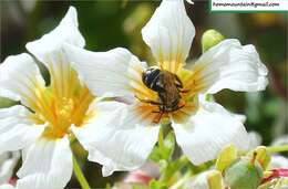 Image of Xanthoceras sorbifolia Bunge