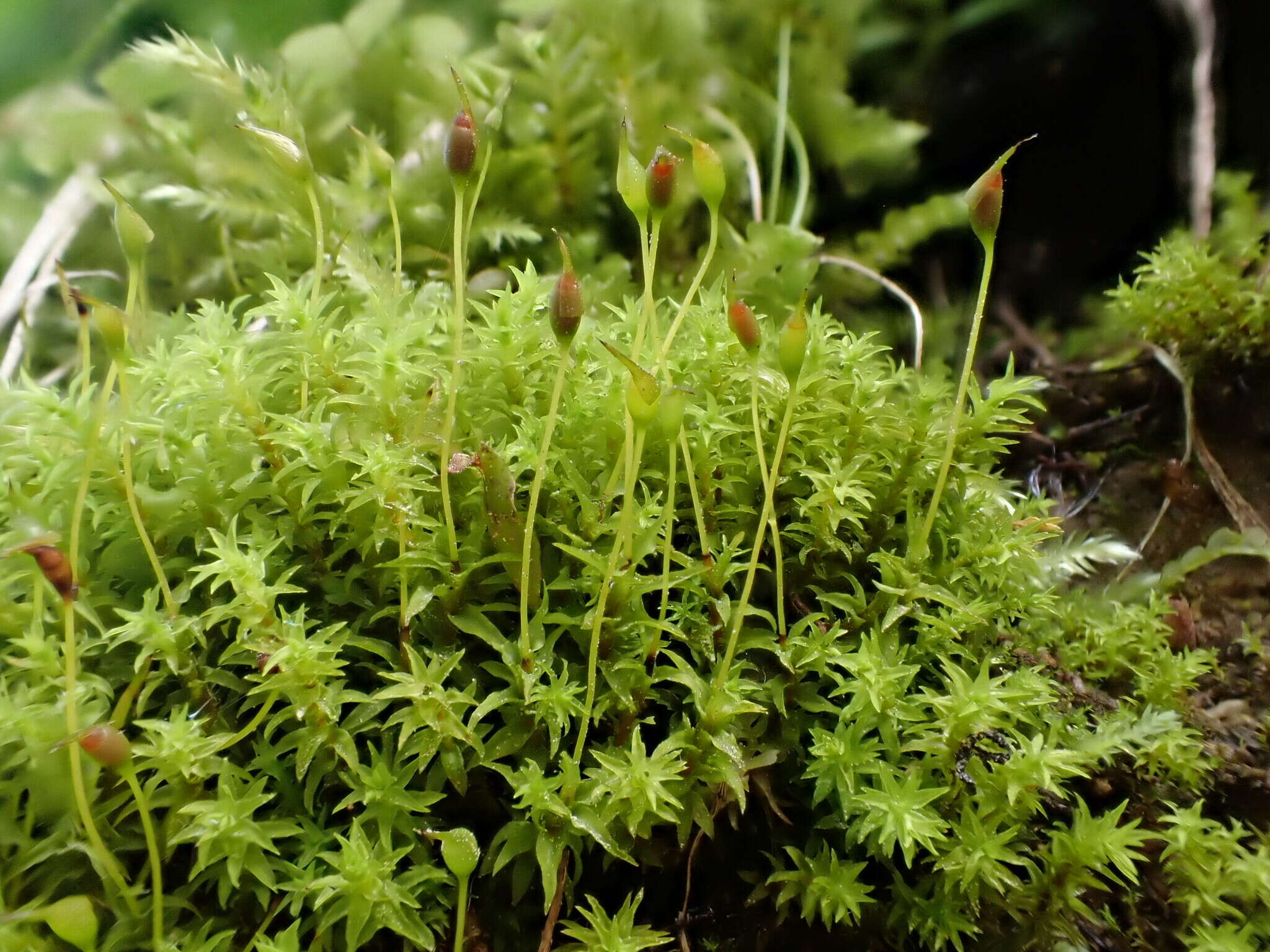 Image of dichodontium moss