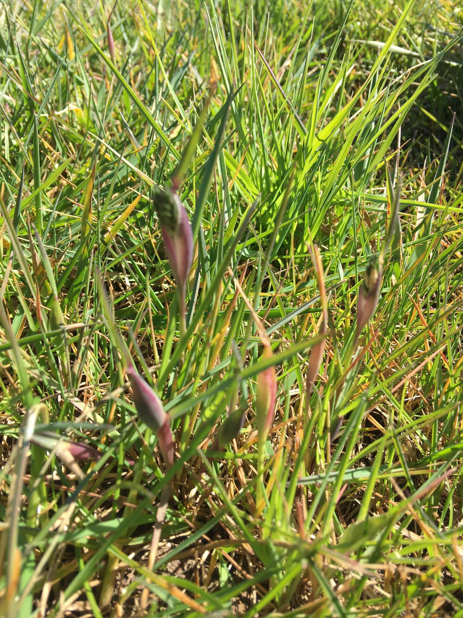 Image of Rendle's meadow foxtail