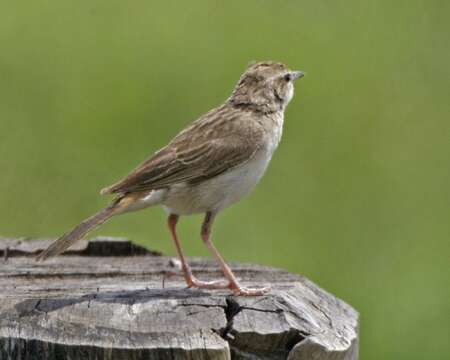 Image of Rufous Songlark