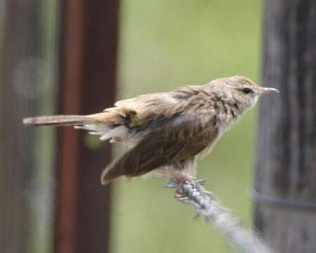 Image of Rufous Songlark