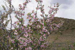 Imagem de Prunus pedunculata (Pall.) Maxim.