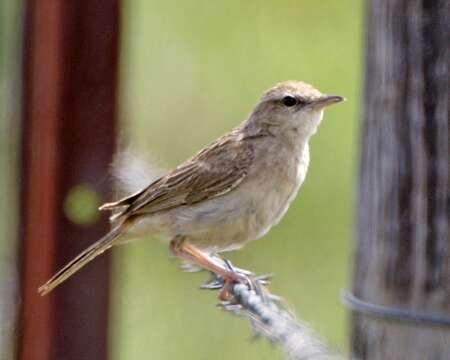 Image of Rufous Songlark