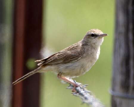 Image of Rufous Songlark