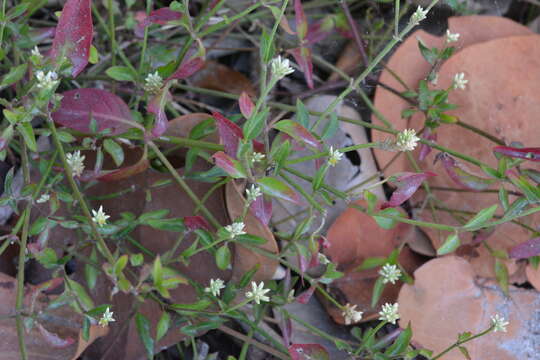 Image of yellow joyweed