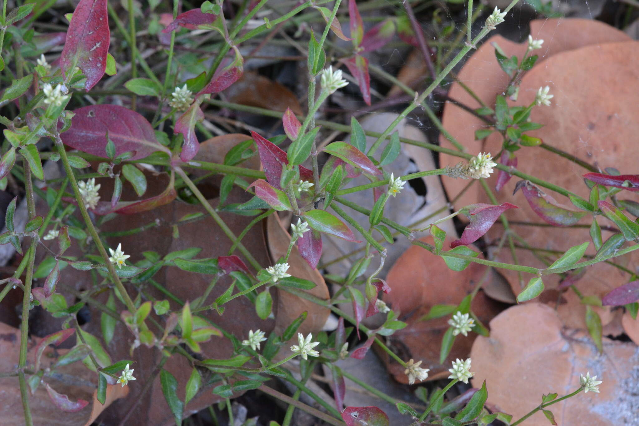 Sivun Alternanthera flavescens (Mart.) Kunth kuva