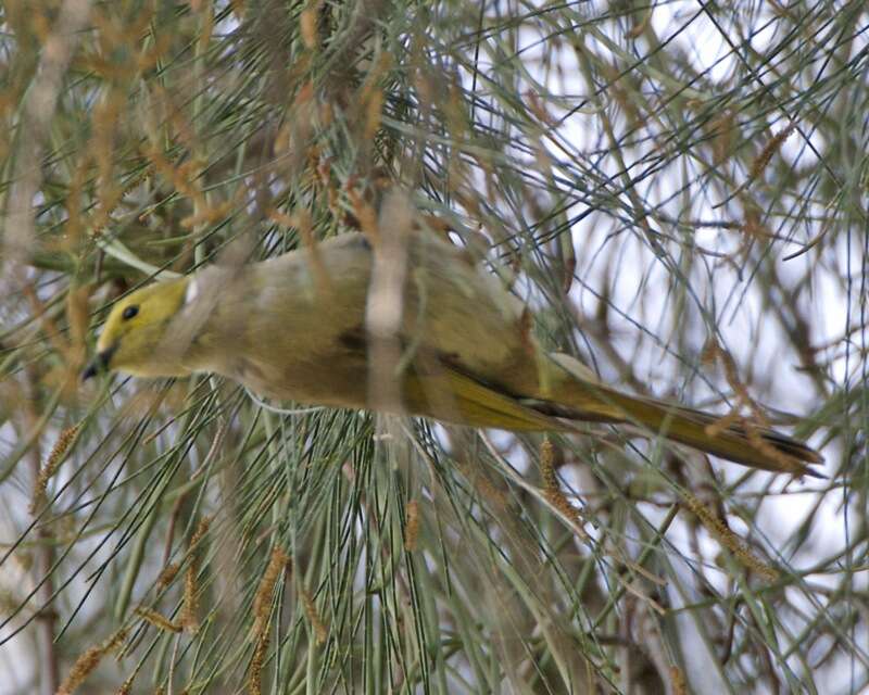 Image of White-plumed Honeyeater