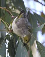 Image of White-plumed Honeyeater