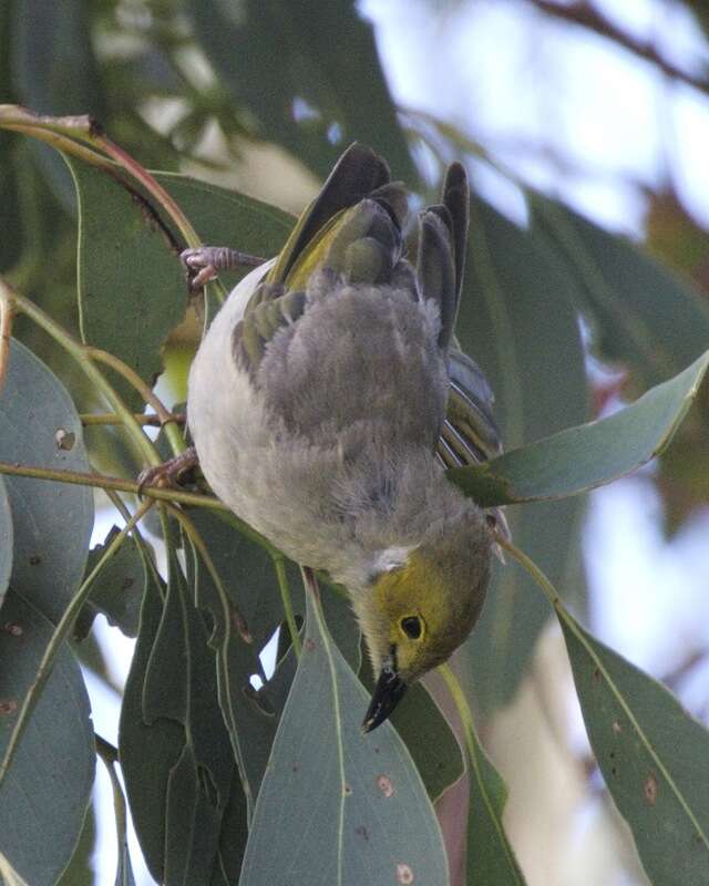 Image of White-plumed Honeyeater