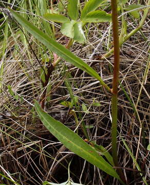 Rumex arcticus Trautv.的圖片