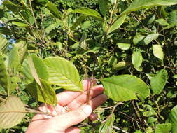 Plancia ëd Alnus serrulata (Aiton) Willd.