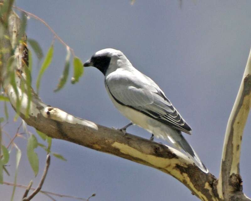 Image of Black-faced Cuckoo-shrike