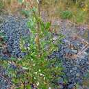 Image of tea-leaved willow