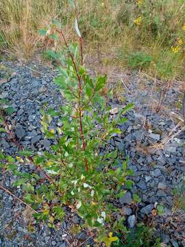 Image of tea-leaved willow