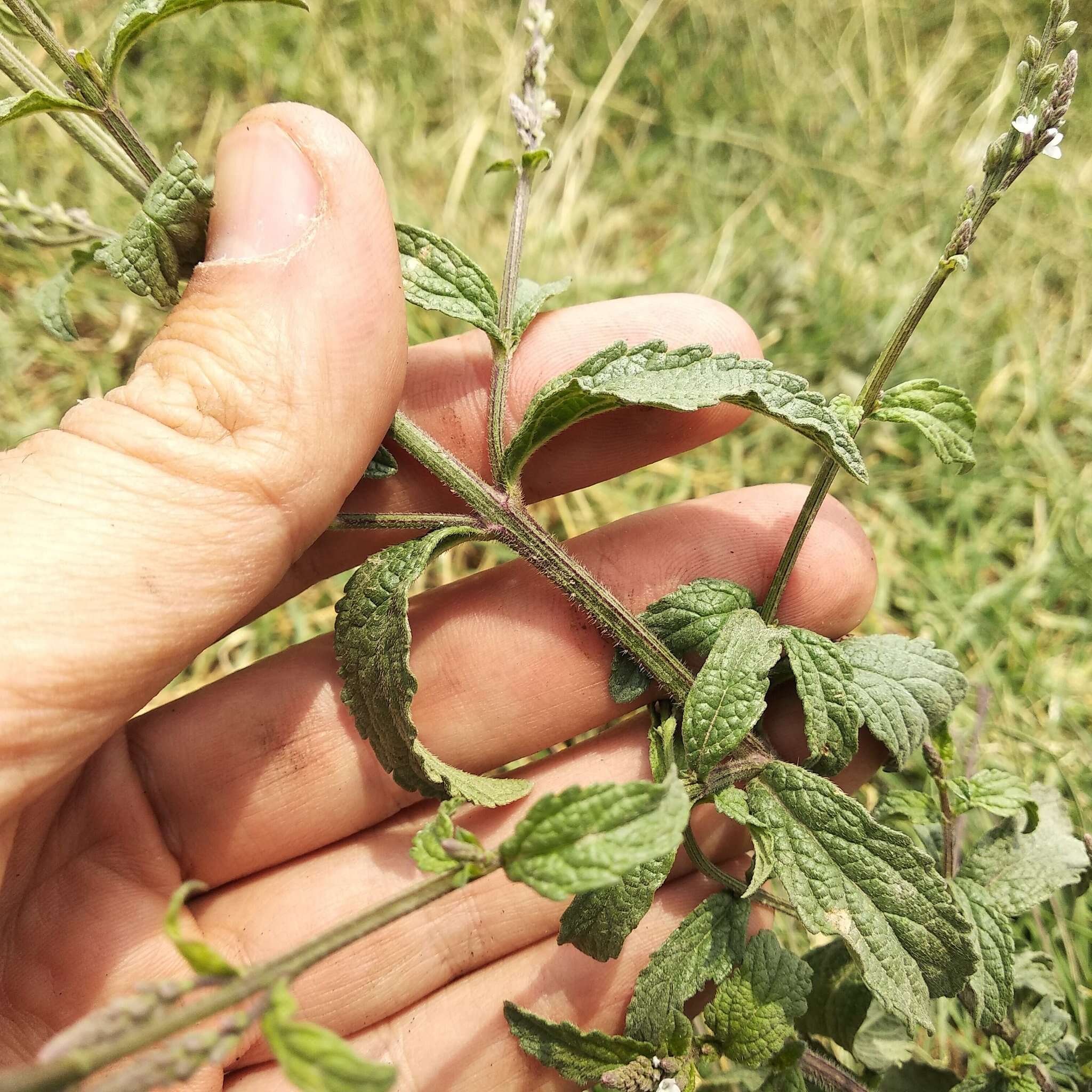 Imagem de Verbena carolina L.