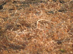 Image of Elegant Quail