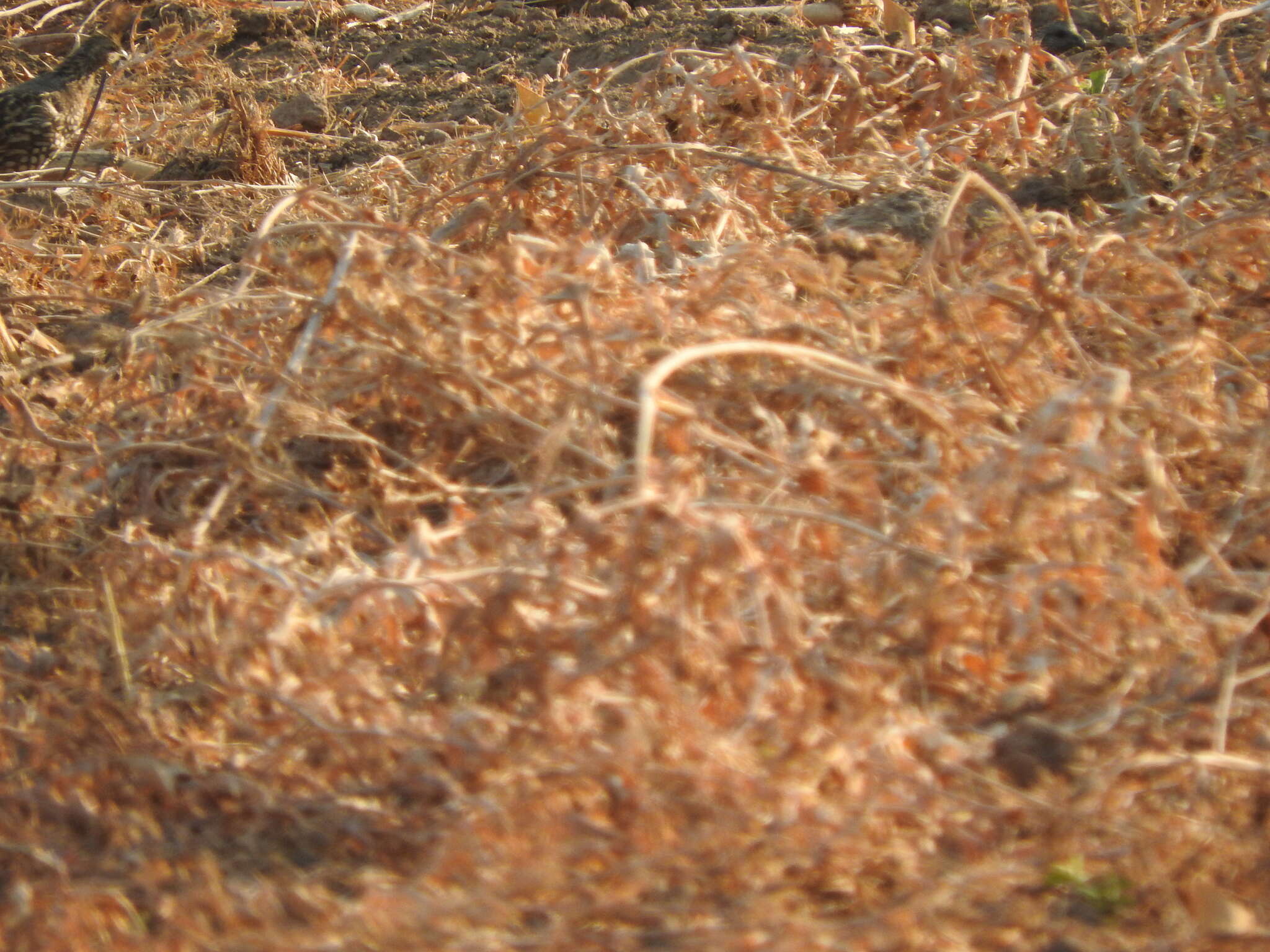 Image of Elegant Quail