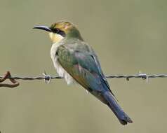 Image of Rainbow Bee-eater