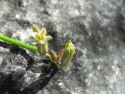 Plancia ëd Dipcadi serotinum var. serotinum