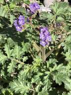 Phacelia scariosa Brandegee的圖片