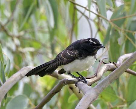 Image of Willie Wagtail